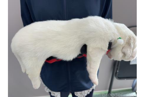 販売中の千葉県のグレートピレニーズ-394919の4枚目